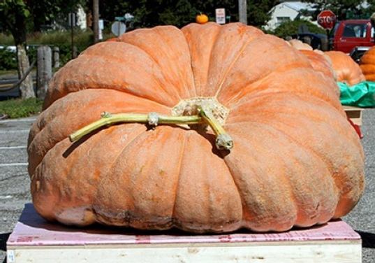 worlds-largest-pumpkin1